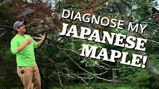 Can This Japanese Maple Be Saved? - TreeID with Mauget