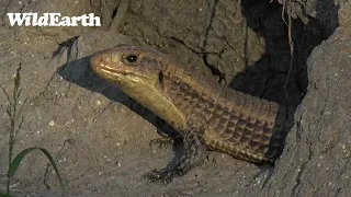 WildEarth - Sunset  Safari - 09 May 2022