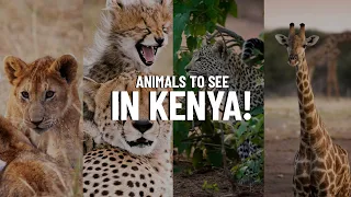 15 Animals to Look for on Safari in Kenya!