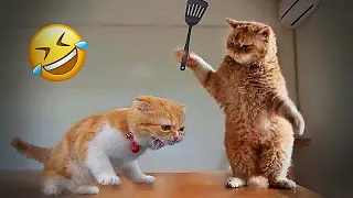 Trending Funny Animals😻Funniest Dogs and Cats😬🐶😁part 1