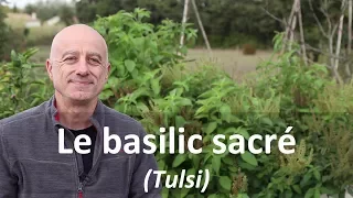 Basilic sacré (tulsi)