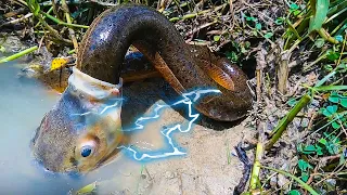 Electric Eel VS Others! What Electric Eels Can Do...