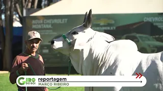 EXPOZEBU 2023: CONFIRA OS DESTAQUES DO MAIOR ENCONTRO DE ZEBU NO MUNDO