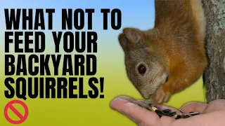 What do Squirrels Eat - What to Feed Squirrels - Squirrels Diet