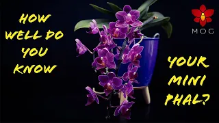 What will your Mini Phalaenopsis Orchids do after purchase? Watch this!  - Orchid Care for Beginners