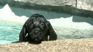 8 Week Old Portuguese Water Dog Puppy Swims for The First Time