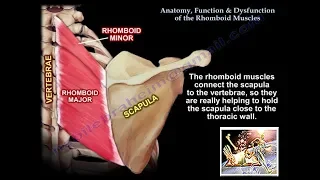 Anatomy, Function & Dysfunction Rhomboid Muscles - Everything You Need To Know - Dr. Nabil Ebraheim