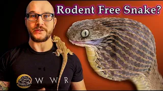 Top 5 Snakes That Don't Eat Rodents