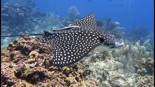 Two Minutes Swimming with an Eagle Ray