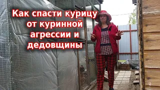 Как спасти курицу от агрессии кур, расклева и дедовщины