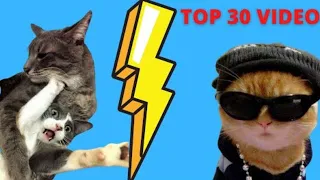 Top 30 Video - You'll Laugh Your Ass Off, I'm Sure Of It 😇 - Funniest Cats Expression Video