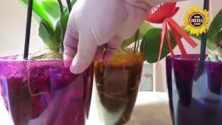 Как поливать орхидеи в закрытой системе. How watering orchids.