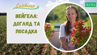 Вейгела. Секрети Догляду та Посадки. Красиві Квіти які Використовують у Ландшафтному Дизайні.