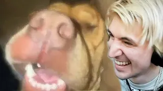 xQc CRIES FROM LAUGHING at UNUSUAL MEMES V215