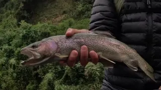 Un buen día de pesca con ninfas en el sur de Chile 🇨🇱 | Esta técnica es letal 💣