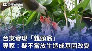 台東發現「雜頭翁」 專家：疑不當放生造成基因改變｜20240524 公視晚間新聞