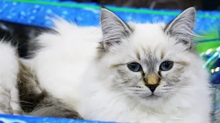 Лучшие породистые коты и кошки России. Выставка кошек #7: Победители ДШ-ПДШ шоу