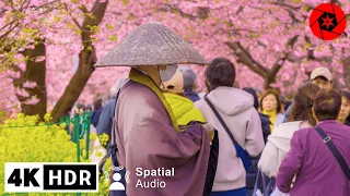 2024 Japan Earliest Cherry Blossoms - Kawazu Sakura - 4K HDR Relaxation - 3 Hours