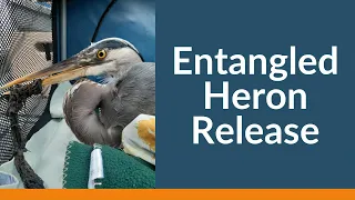 Entangled Heron Release