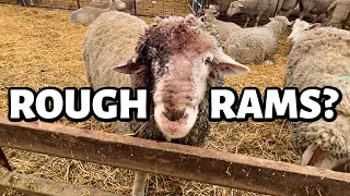 My rams are getting ROUGH?!!  ...but I think I know why. | Vlog 690