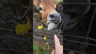 Don't Lick That Electric Wire! Wait For It! #shorts #fail #farming #homesteading #cow #electric