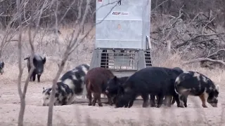 5 wild hog with bows one night
