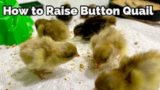 Raise Button Quail: From Incubating Eggs, to Brooding Chicks, to Laying Adults