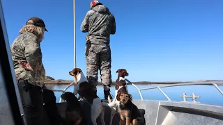 Mink Hunting in the Islands of Breiðafjörður with Vargurinn and Wildman G. Pest control