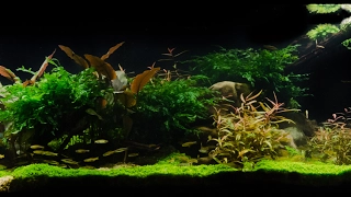 Takashi Amano Tribute Aquascape by James Findley - Pebbles "In the Footsteps of a Giant"