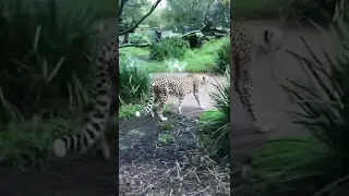 It’s a tiger- I mean lion - I mean…… #shorts #auckland #zoo