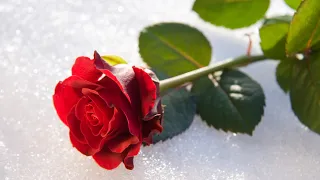 Цветы на снегу... Невероятно красивая весенняя музыка для души! С праздником 8 марта!
