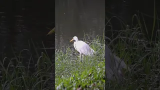 Amazing white heron seeking for fish #fishing #bird #nature