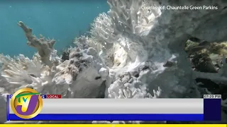 Coral Reef Battling Extreme Heat in Jamaica - Measures to Combat the Issue | TVJ News