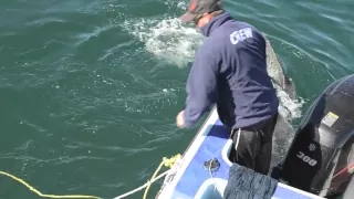 Great white shark stranded on beach in Massachusetts