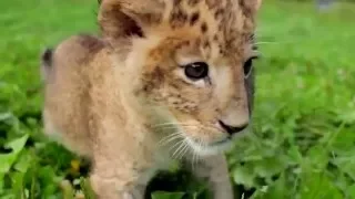 Cute Baby Tigers and Lions That Love to Play