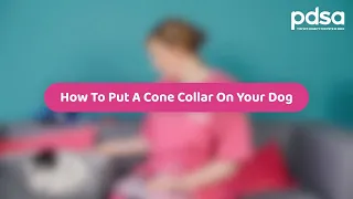 How To Put A Cone Collar On Your Dog | Pet Health Advice