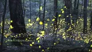 Tennessee Fireflies: Realtime Stock Footage