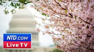 LIVE: Washington Is Abloom With Cherry Blossoms