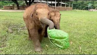 Elephant Playtime Compilation! - ElephantNews