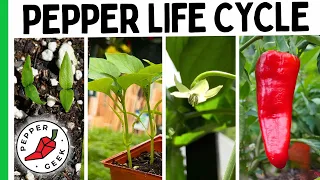 Growing Peppers Is So Much Easier When You Understand This