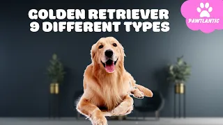 9 Different Types of Golden Retriever   Which is Right for You | Dog Facts