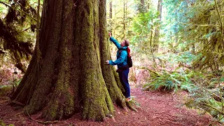 Hiking Cathedral Grove | Old Growth Forest of Vancouver Island | Last of Its Kind  (Sony A7siii)