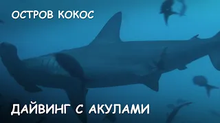 Мир Приключений - Остров Кокос Дайвинг с акулами Тигровая акула. Hammerhead tiger shark Cocos island