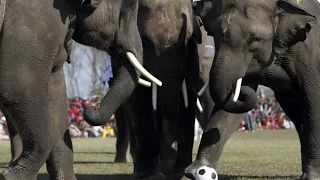 Elephant Football, Nepal