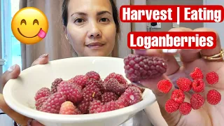 HARVESTING LOGANBERRIES | EATING AFTER