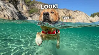 Ultimate Beach Day with My Dogs: Sun, Swim, and Sand Zoomies!