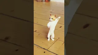 funny Cate Dance 🤣😂🤣😂