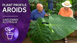 Addicted to Aroids | Plant profile | Gardening Australia