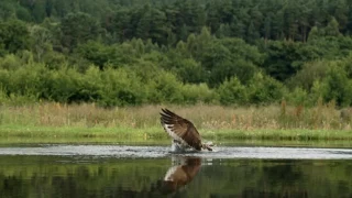 An osprey fishing