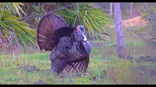 Wild Turkey {Catch Clean Cook} Opening Day Success!